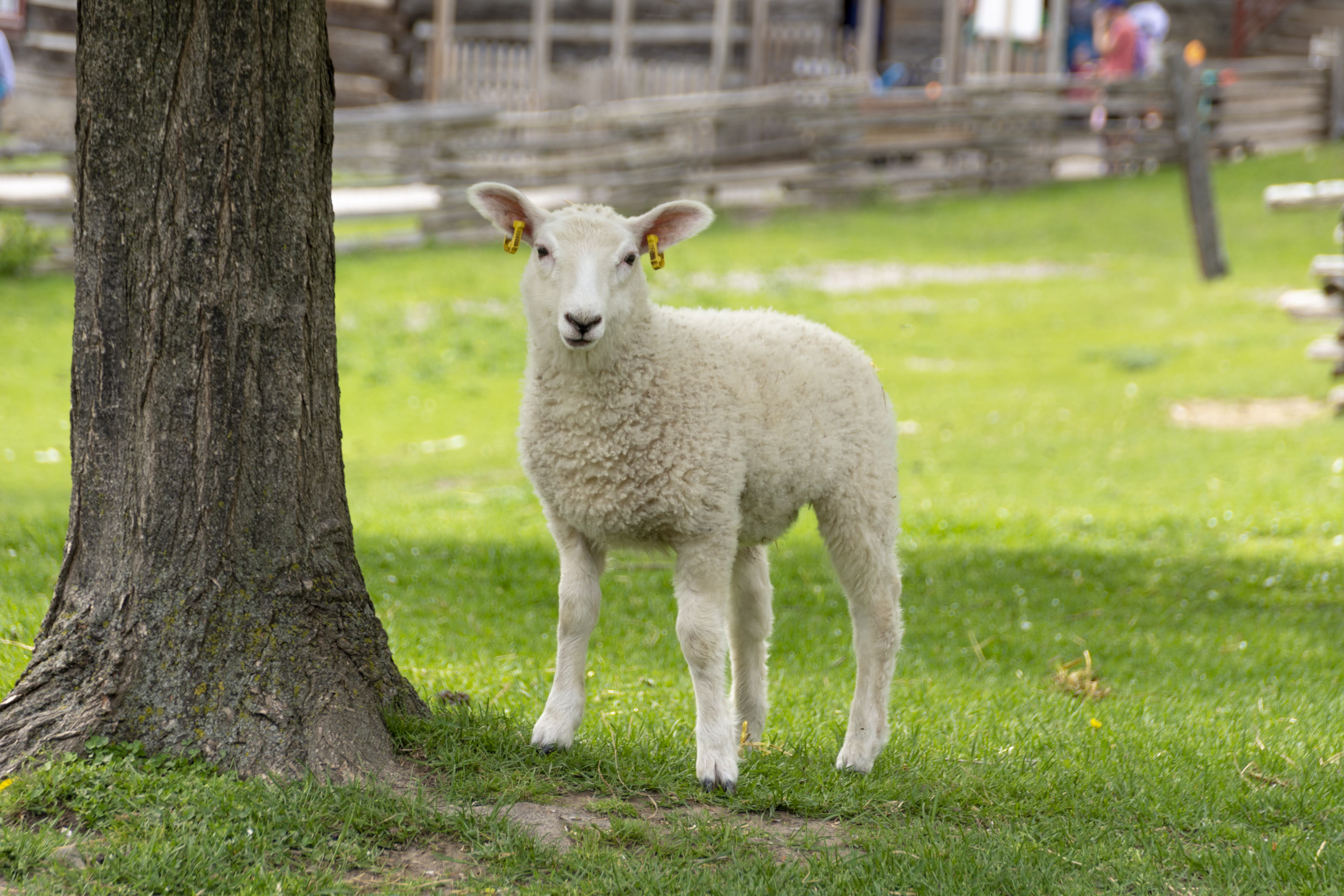 Sheep wearing earrings  ;-)