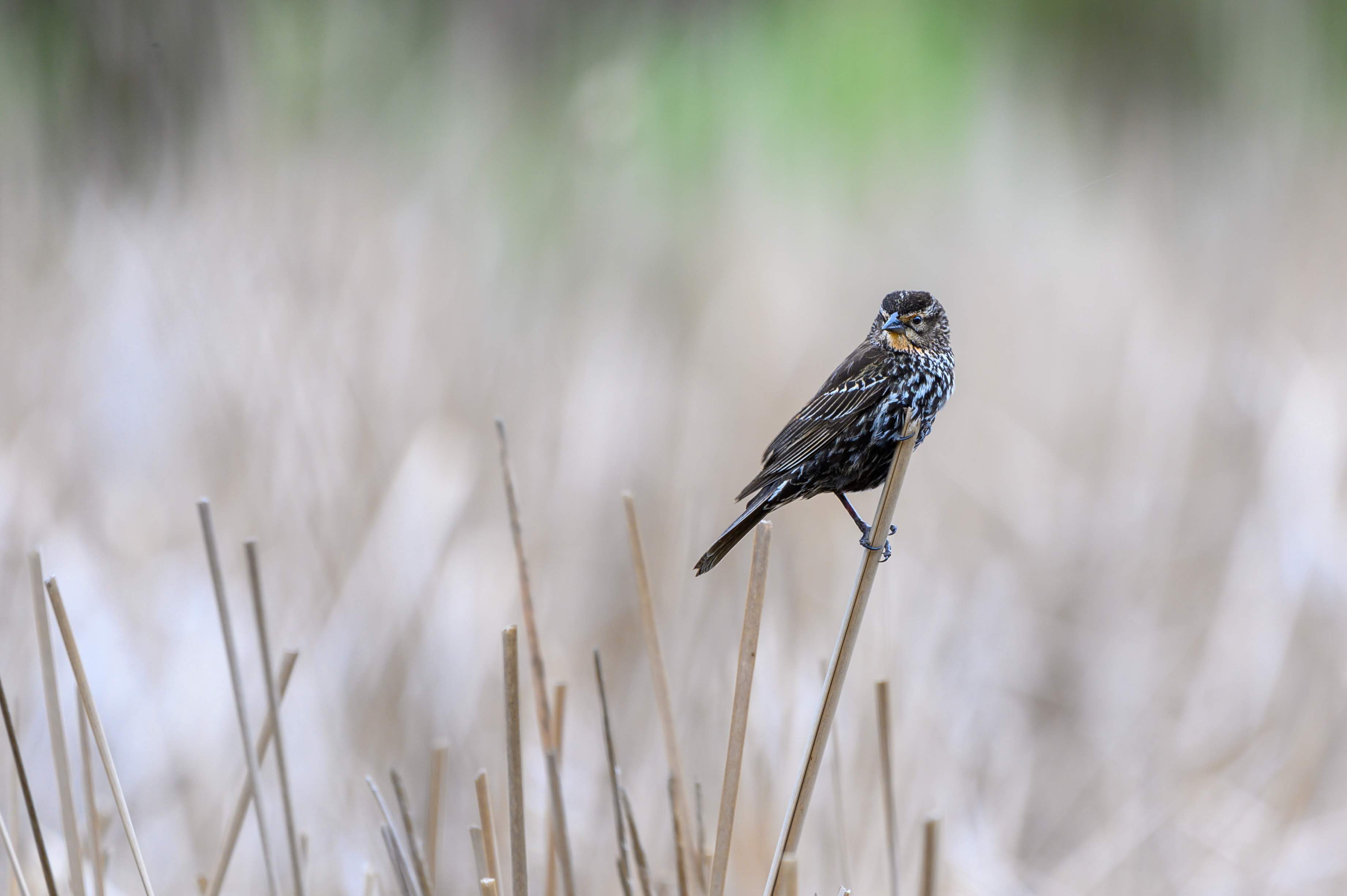 Female Red-Winged Blackbird