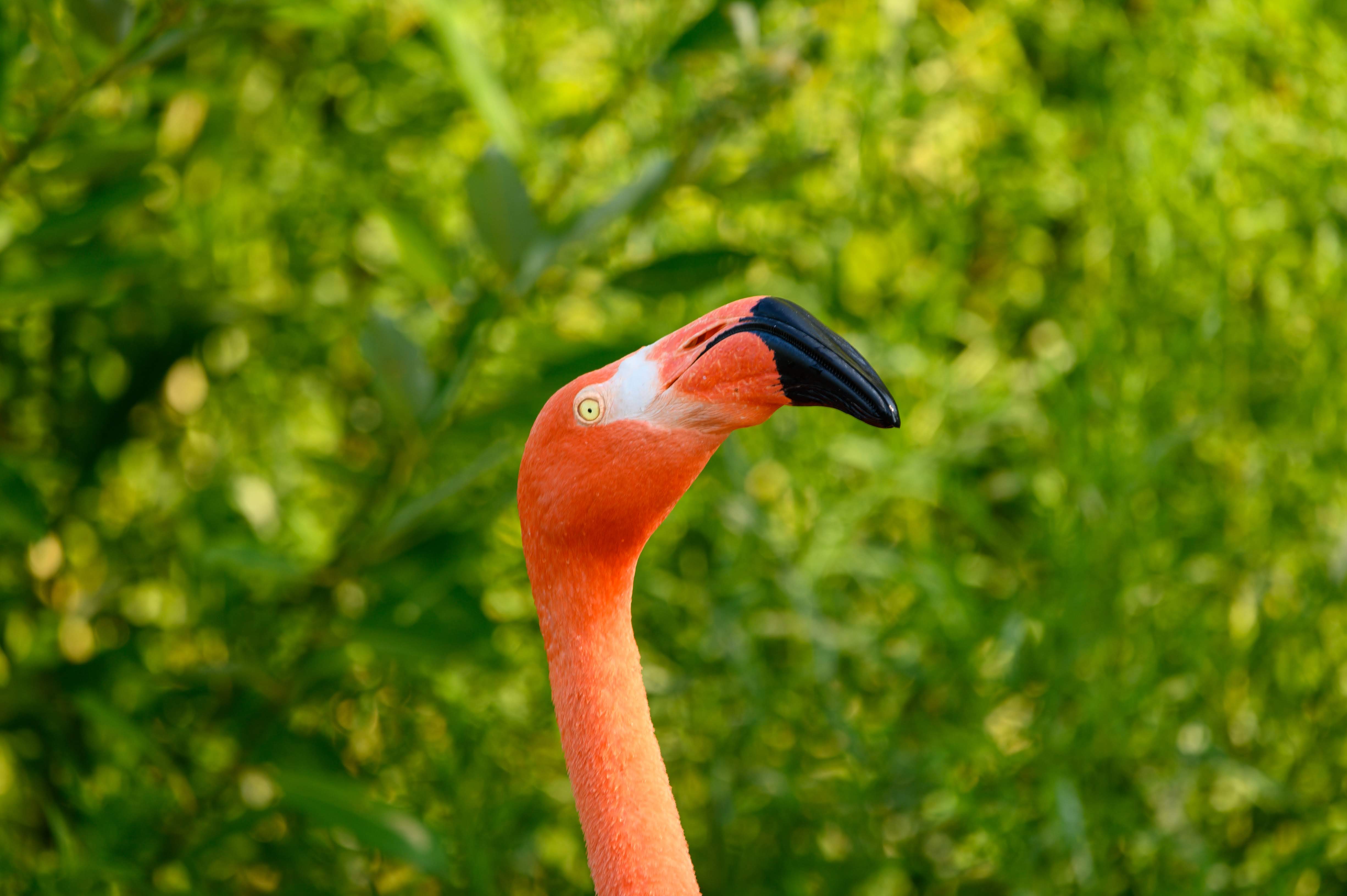Flamingo Head looking at YOU
