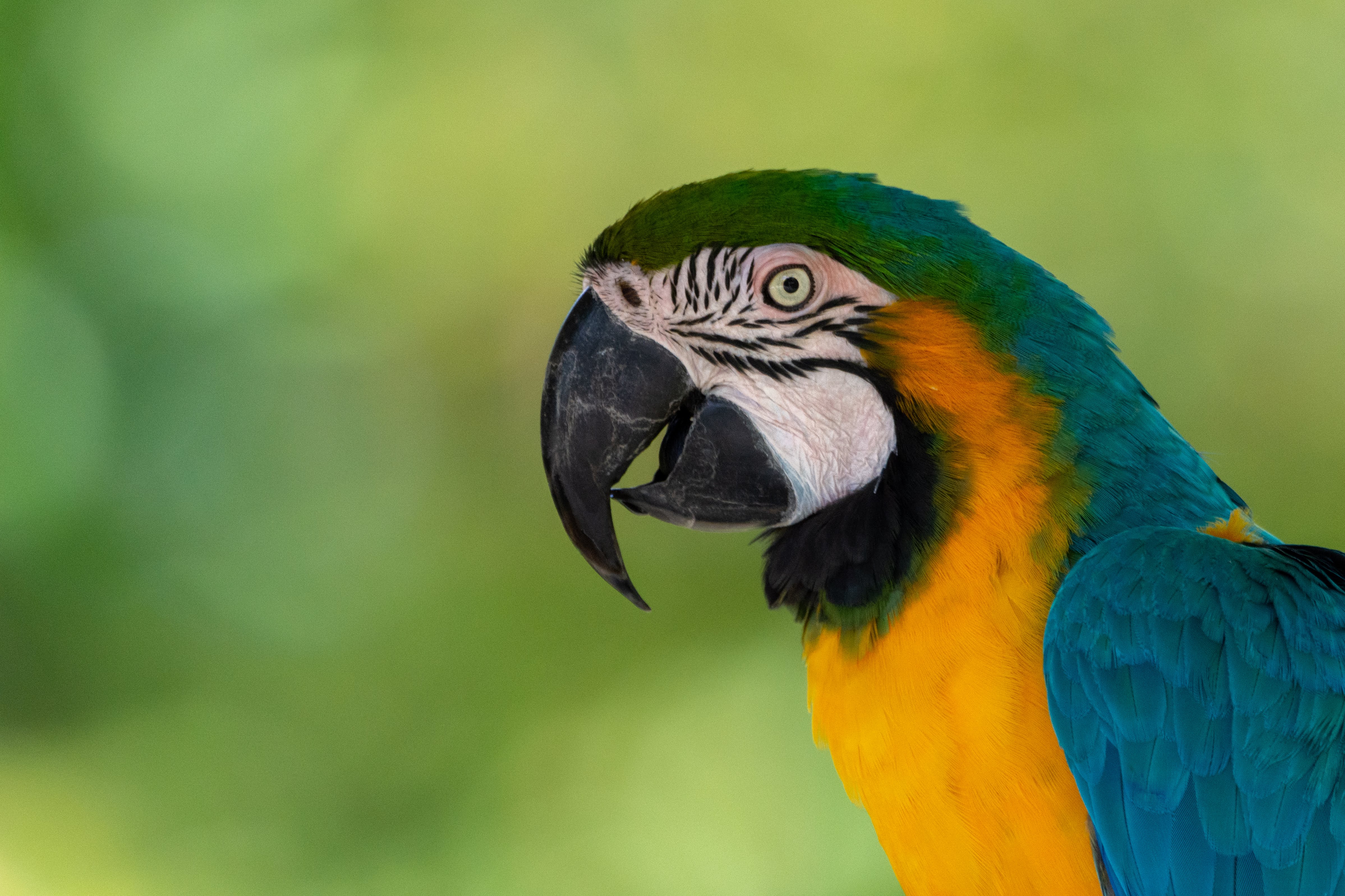 Blue Macaw