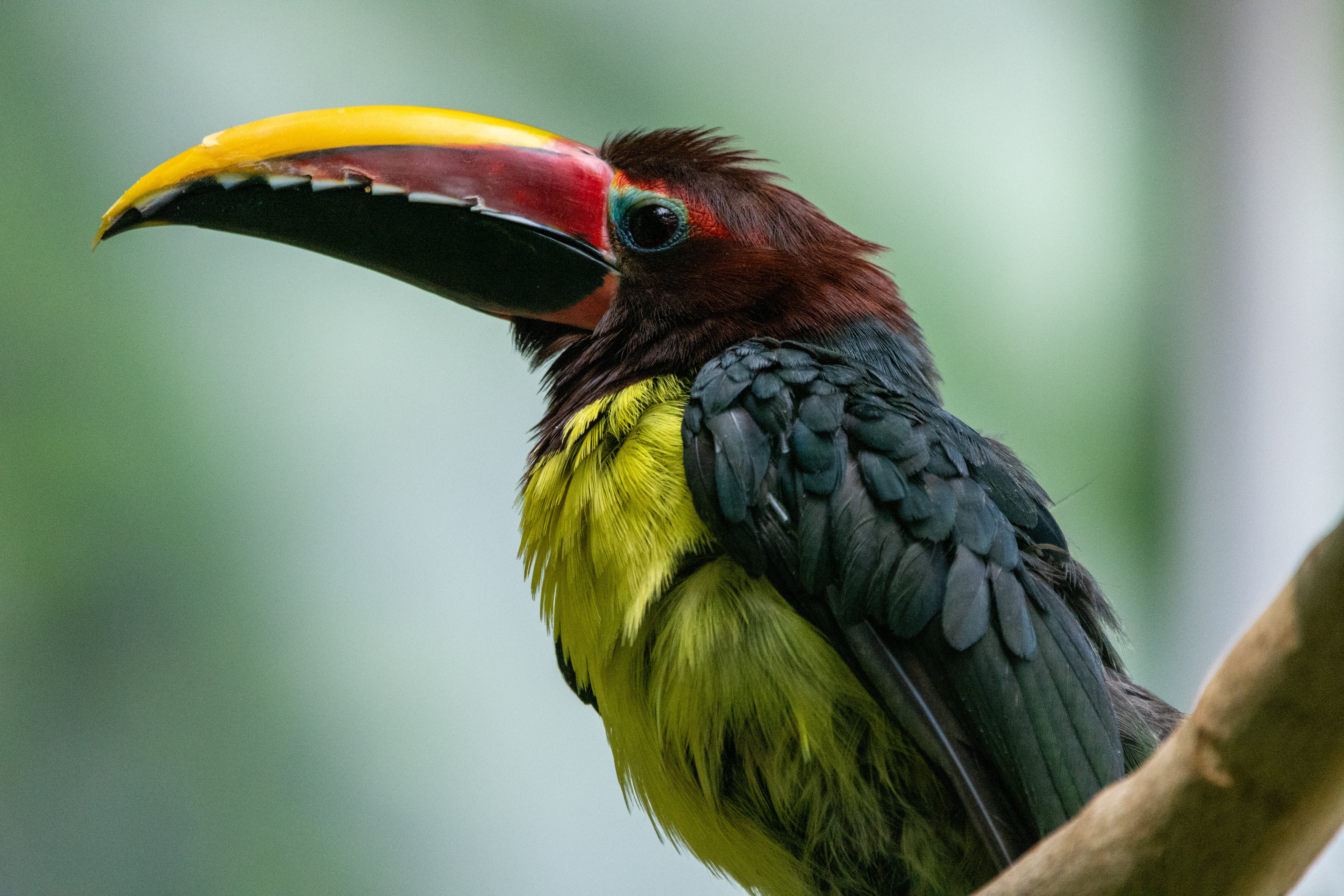 Green Aracari