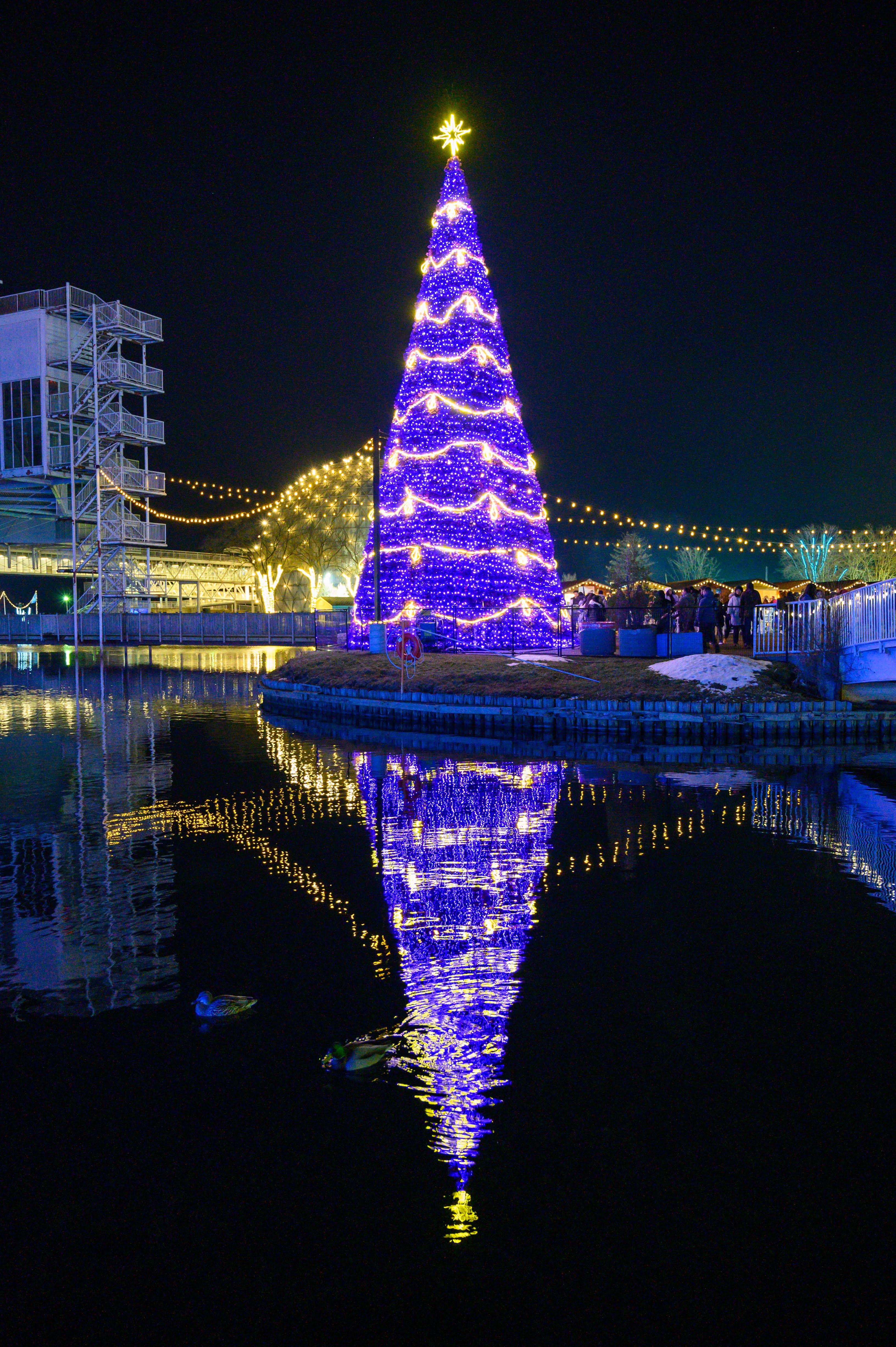 Reflecting tree