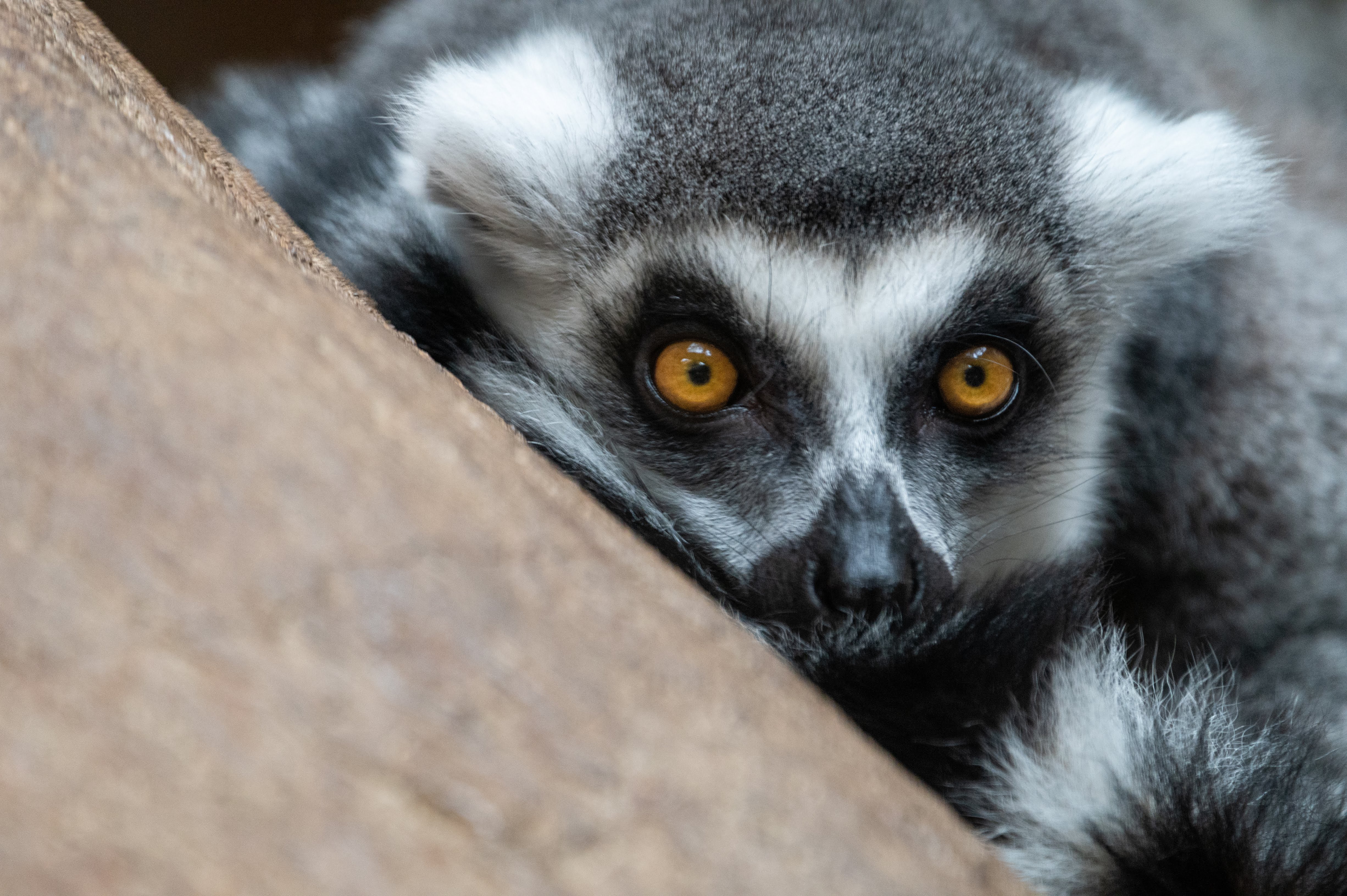 Ring-tailed lemur