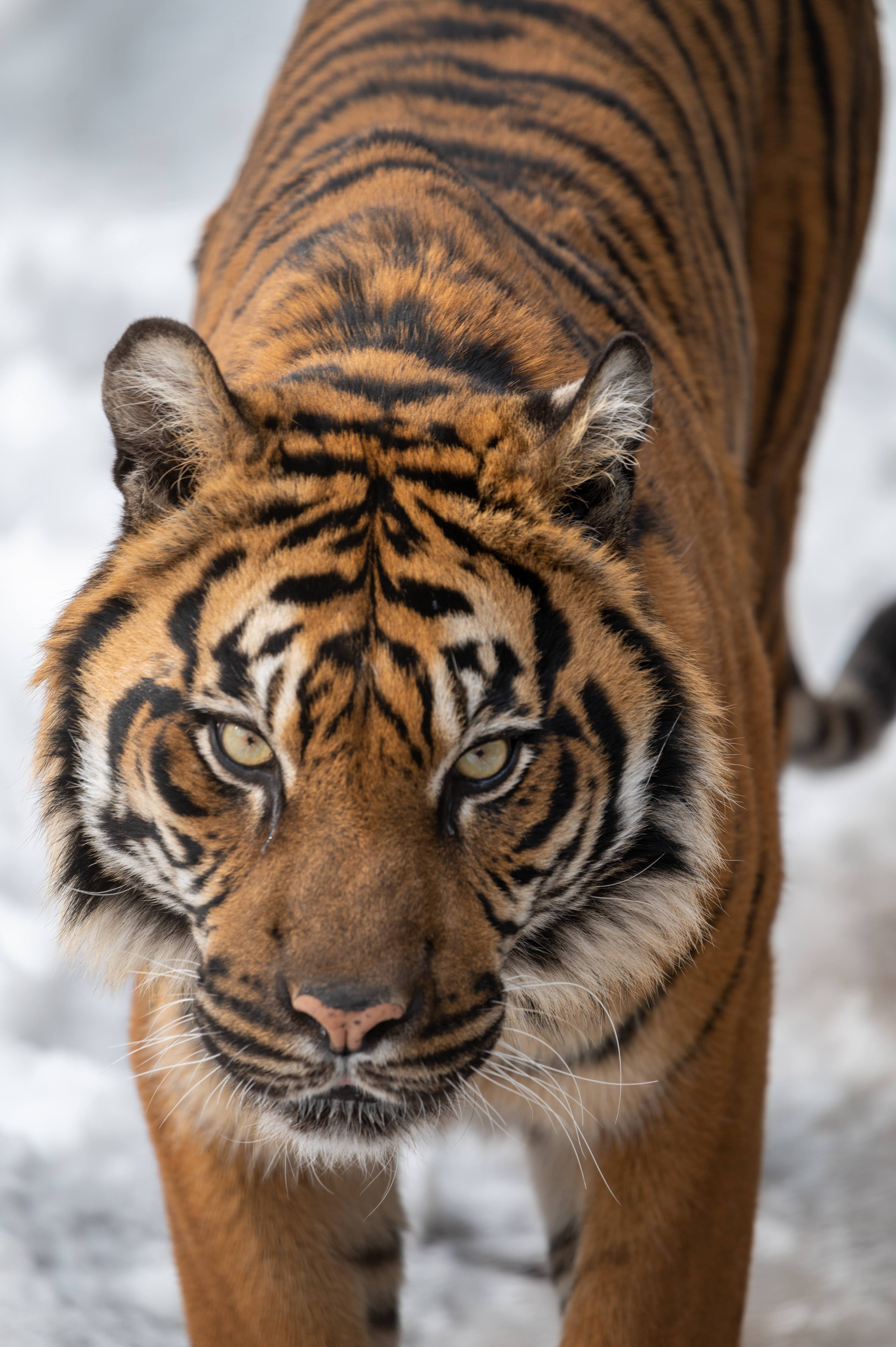 Siberian Tiger from above