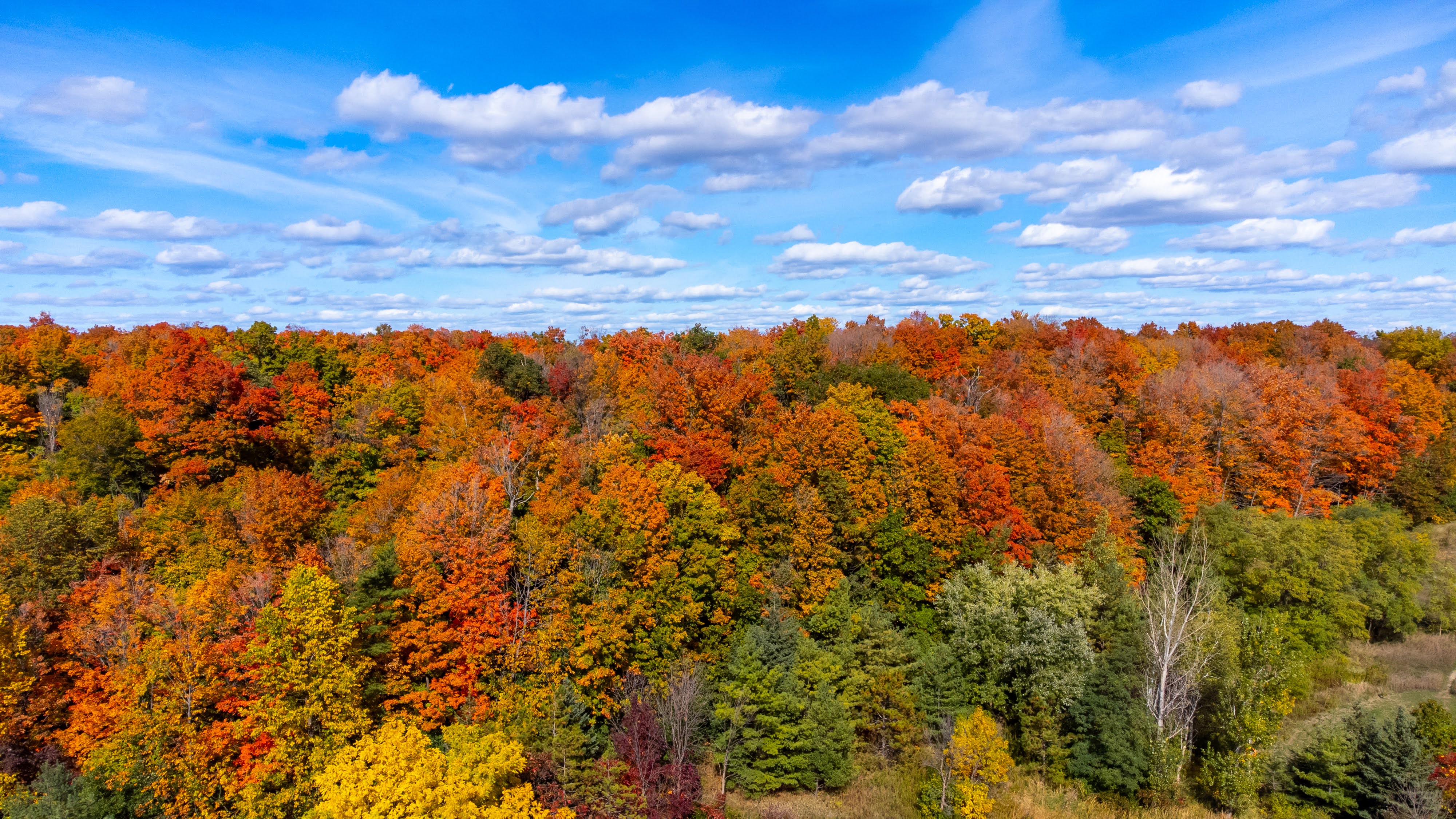 Fall Colours