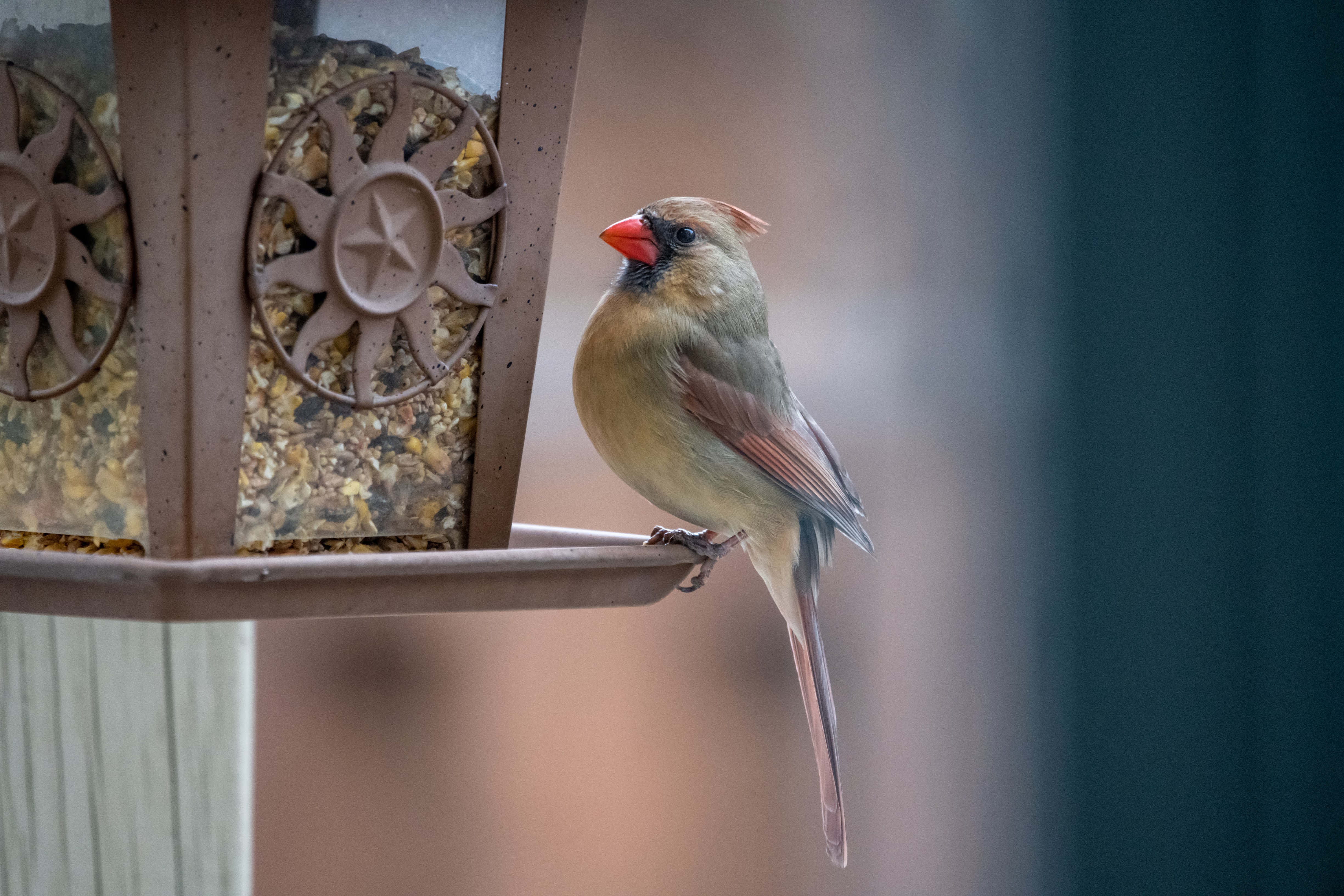 Ms. Cardinal