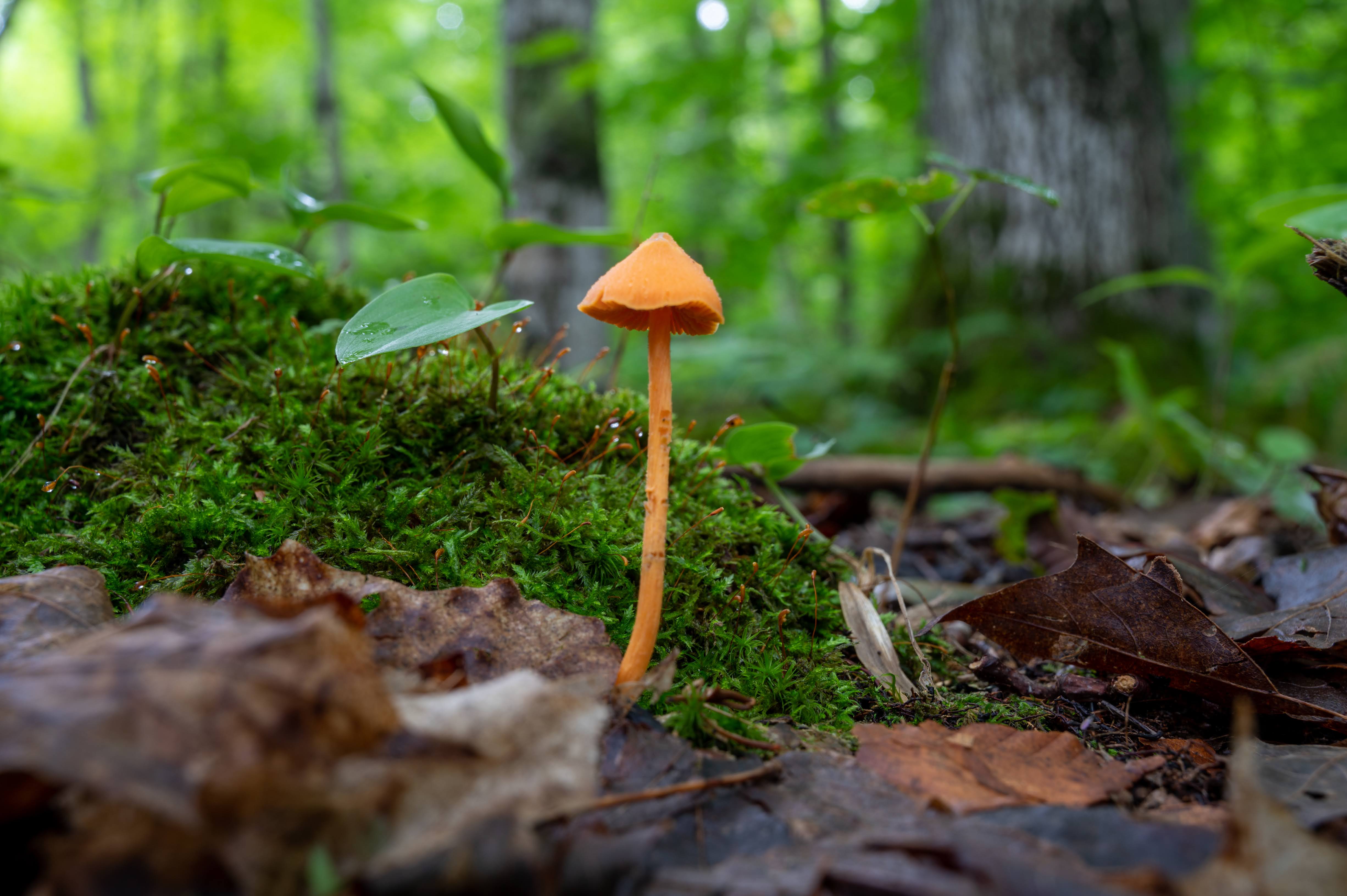 Champignon solitaire