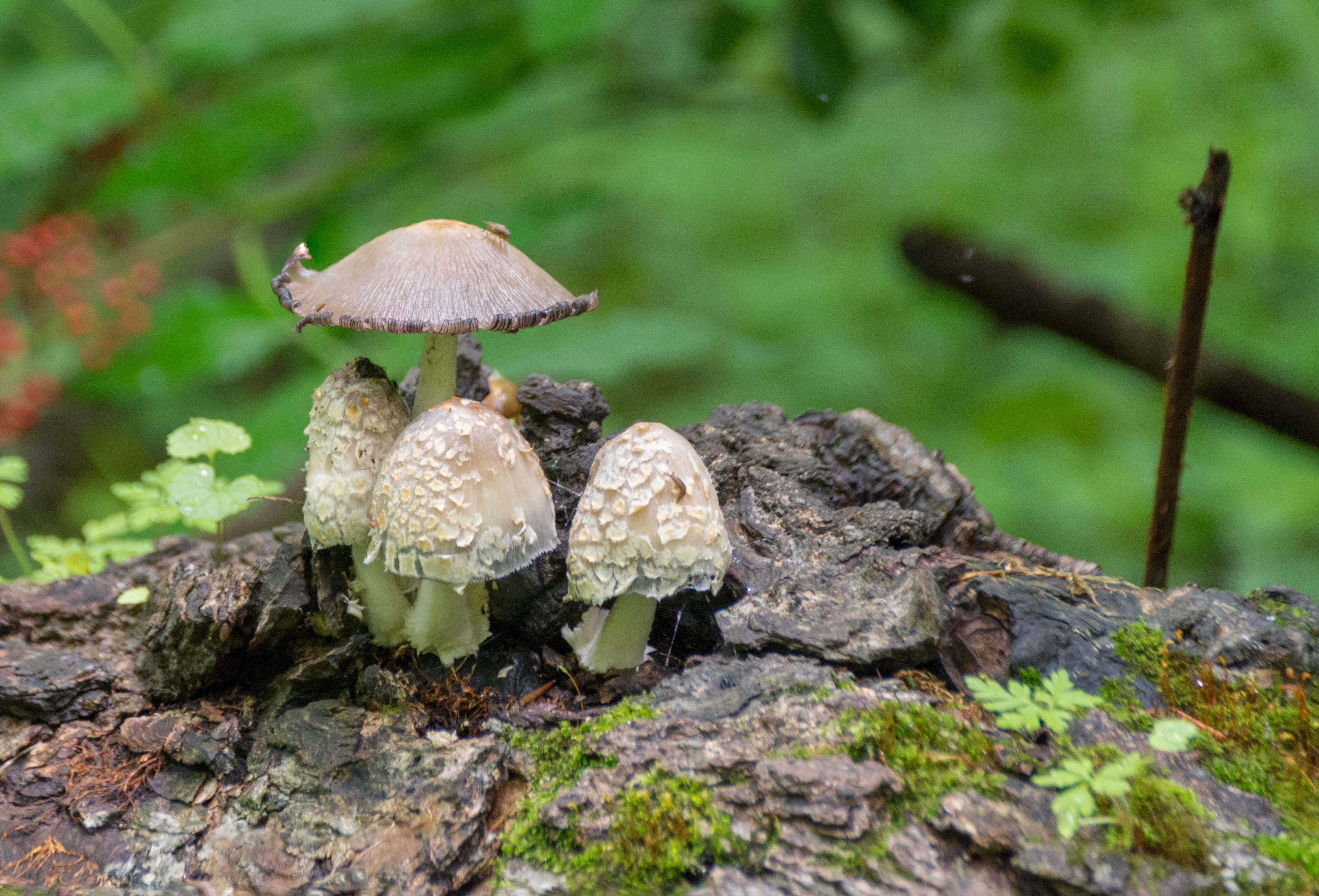 'Shrooms